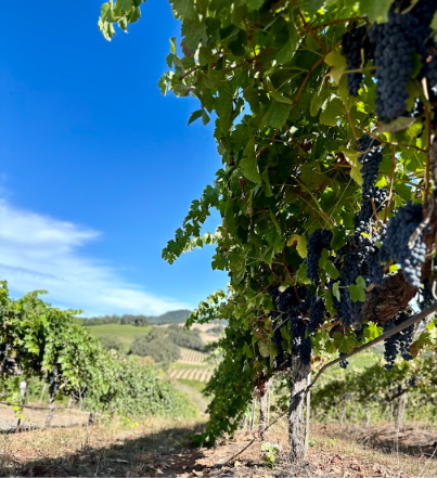 christopher creek vineyards