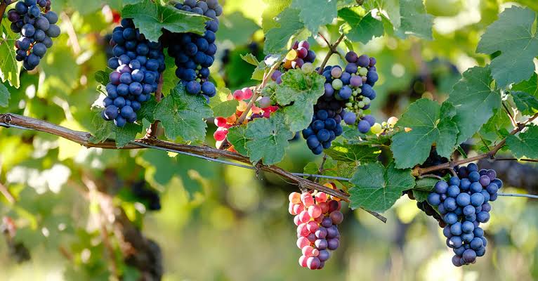 Russian River Valley Pinot Noir: What Makes It So Special?